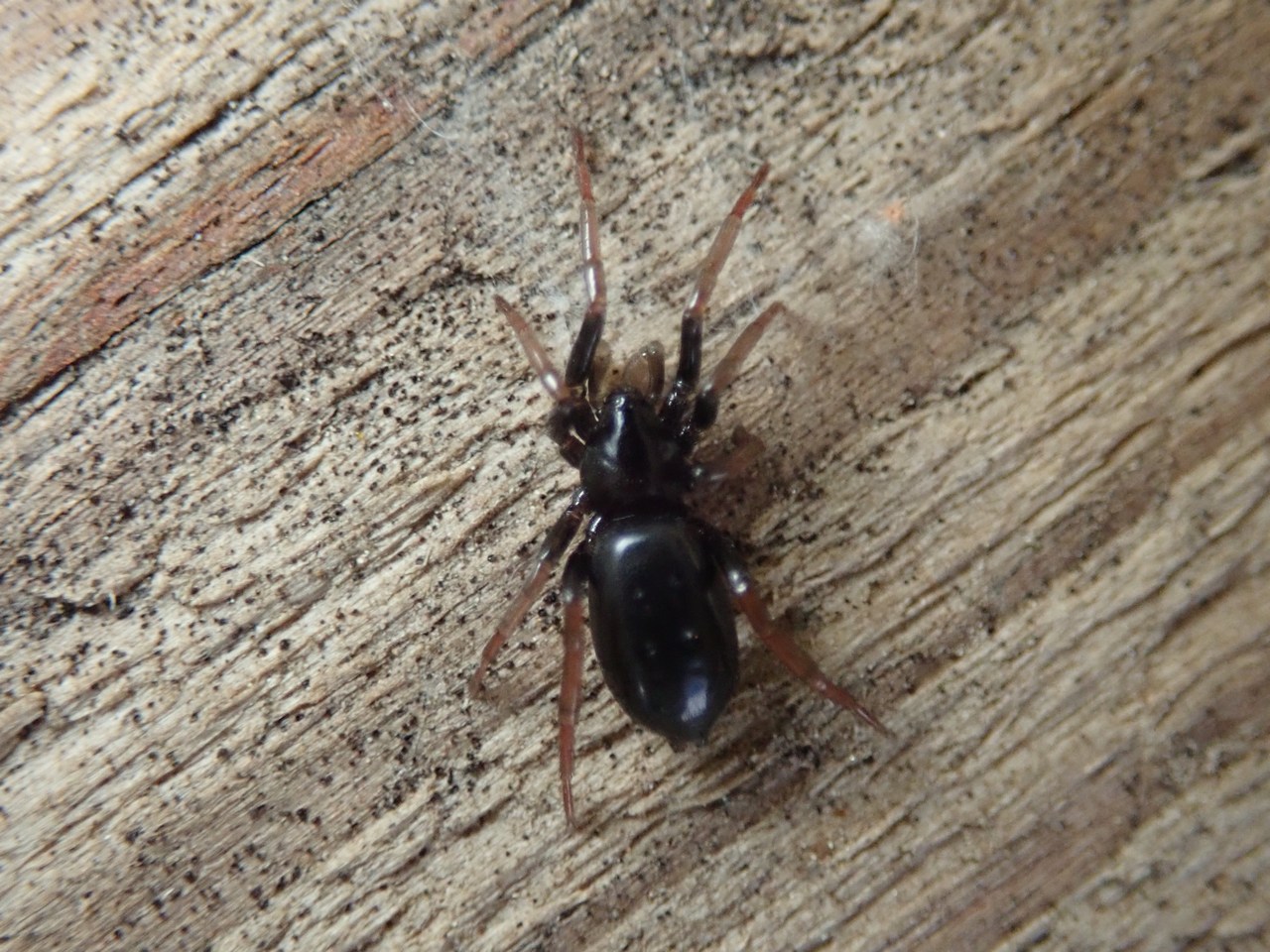 Trachyzelotes pedestris